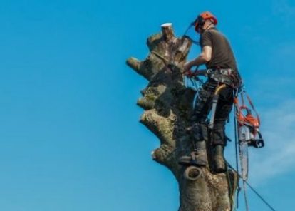 Commercial tree surgeon carrying out tree surgery work for managed grounds